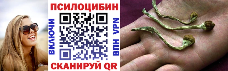 дарнет шоп  Ессентуки  Псилоцибиновые грибы Cubensis 